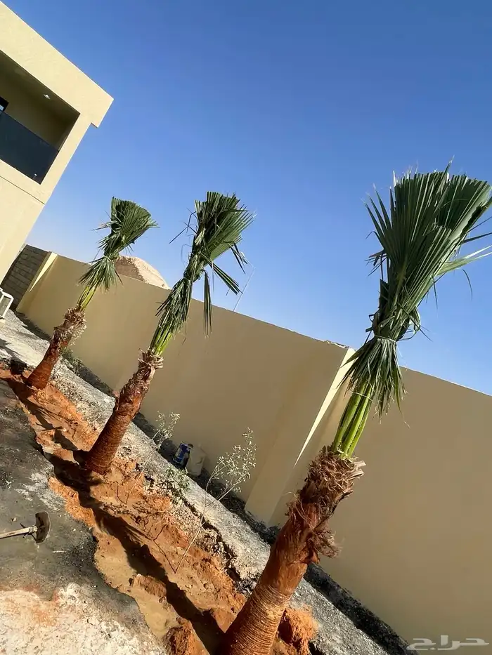 نخيل واشنطن للبيع بجميع انواع المقاسات 5