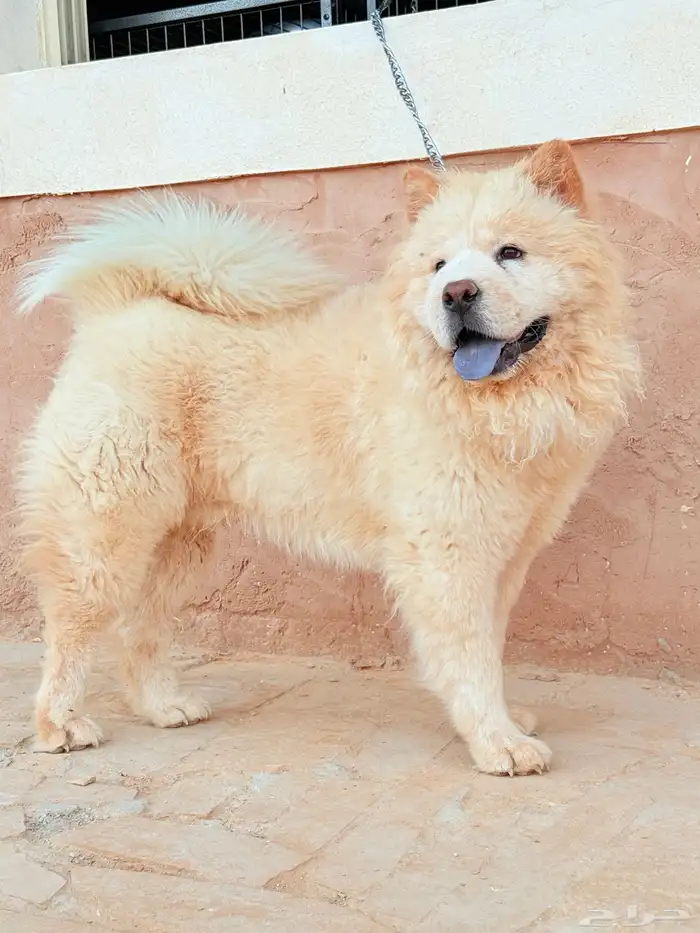 كلب تشاو تشاو 1