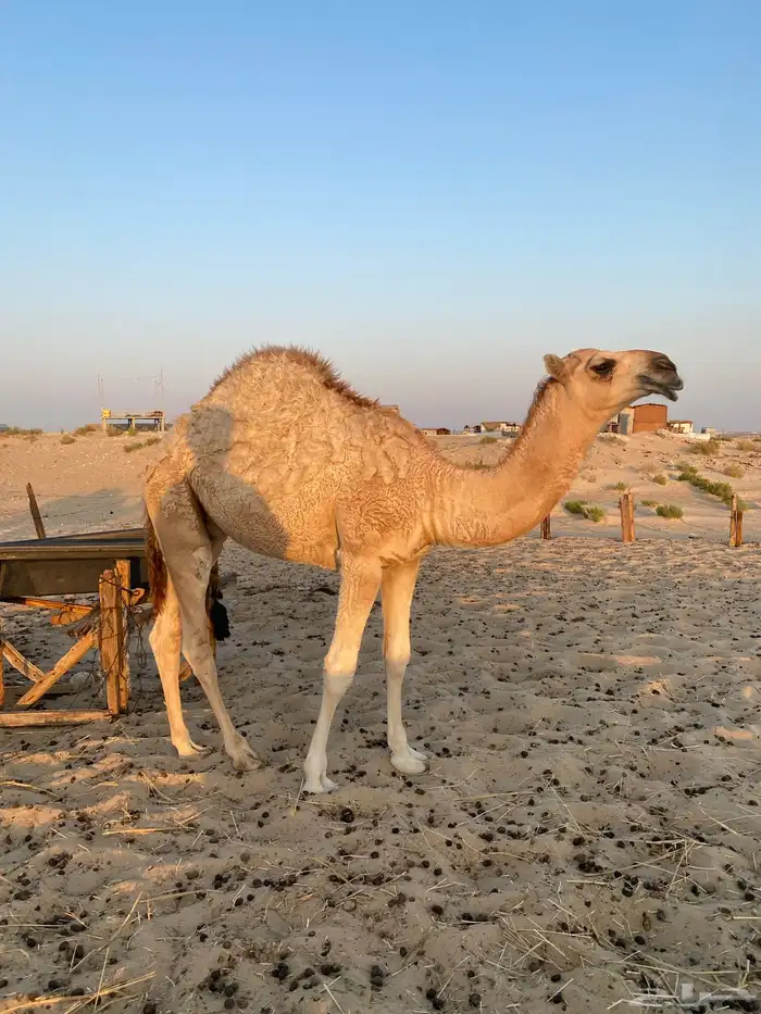(للبيع قعود فاخر العمر ثمان شهور على حليب امه ) 2