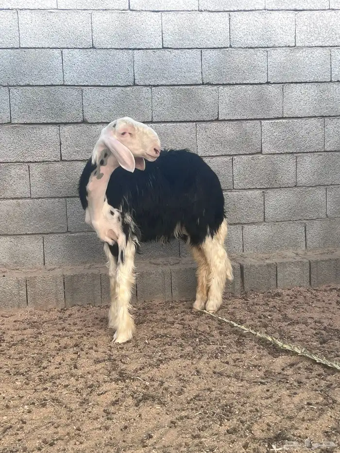 خروف نجدي صنف الصنف العمر 4 اشهر مشروع فحل فاخر 0