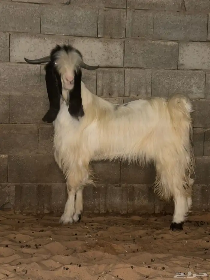 تيس مشروك خصم 0