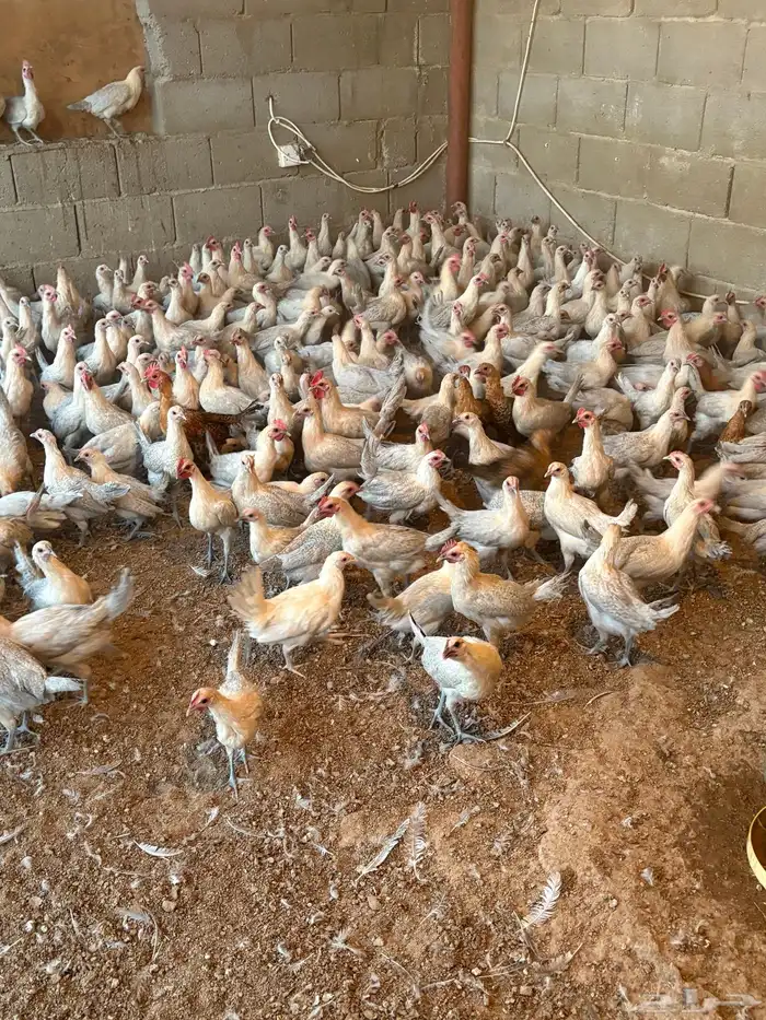 دجاج فيومي بياض كبير وصغير وبيع سمح ومستعجل 0