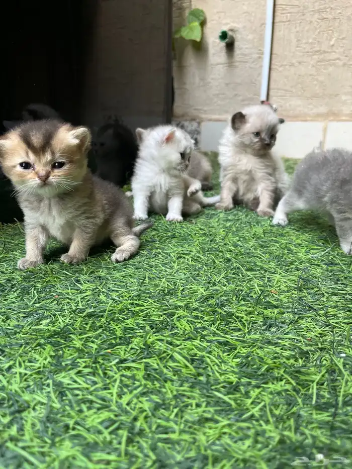 سكوتش ستريت بيور بريتش 15