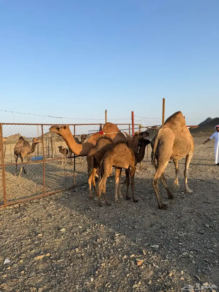 خلفتين حمر مشروطات 4