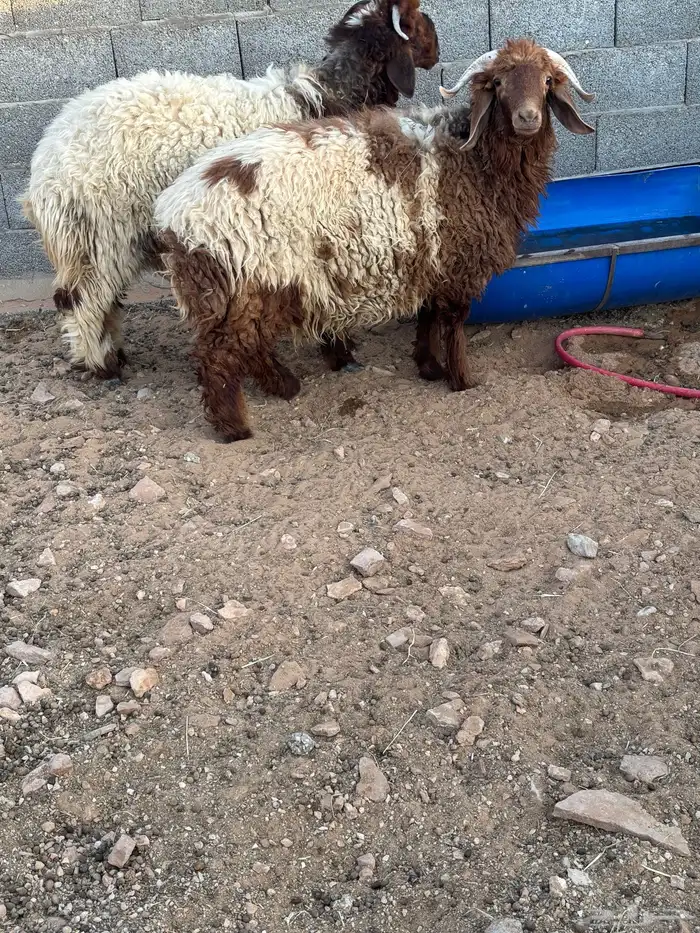 خرفان طيبات 1