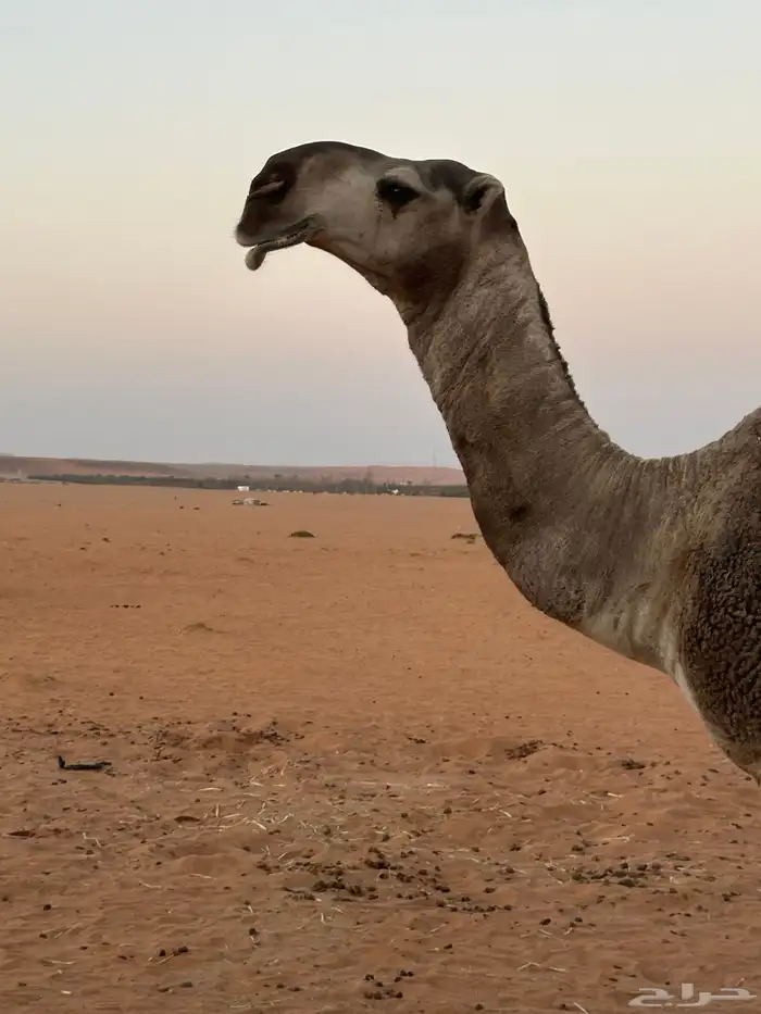 قعود هدب للبيع 1