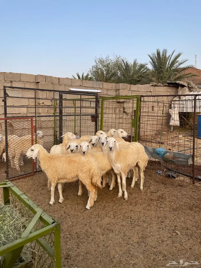 للبيع رخال حريه نظيفه 1