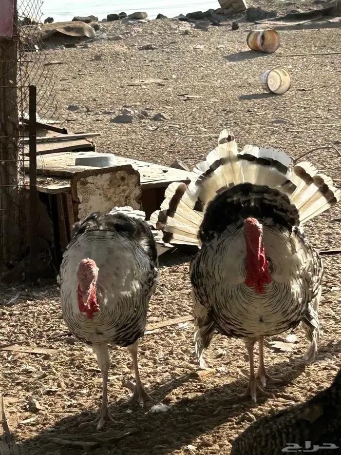 ديك رومي 2