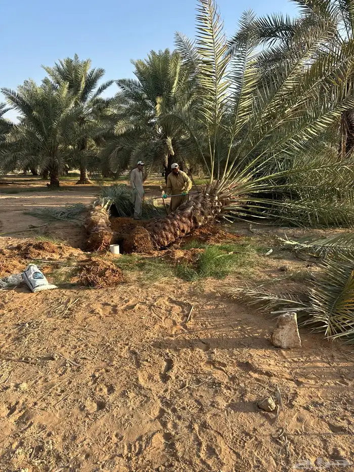 نخل مثمر أسعار وجوده 2