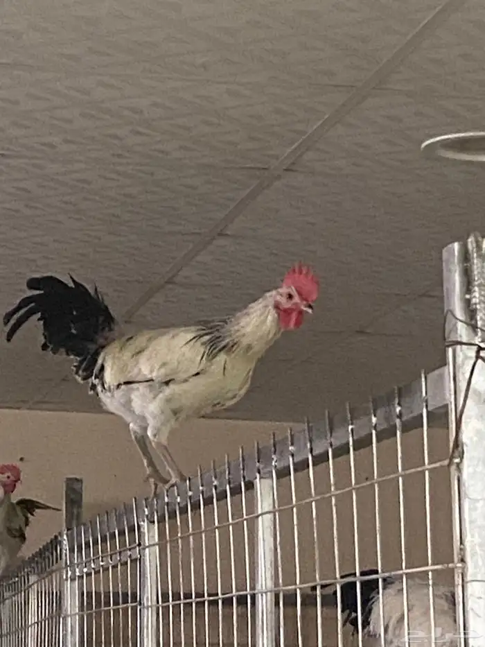 ديكة فيومي كولمبي 4