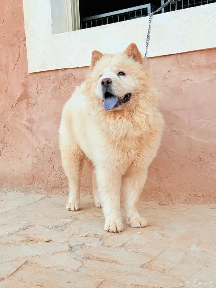 كلب تشاو تشاو 0