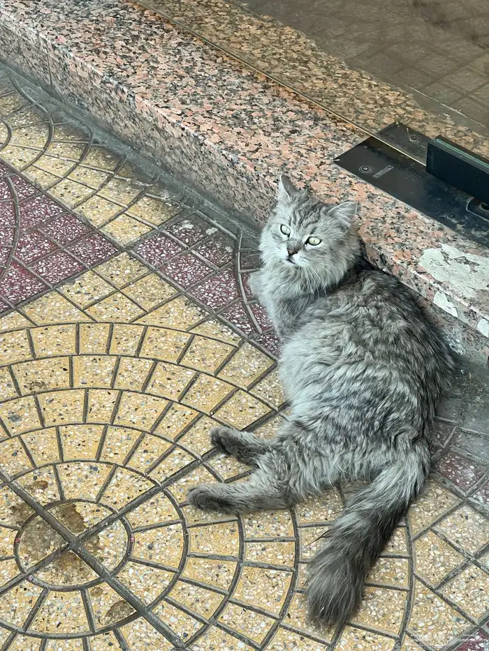 قط للتبني 0