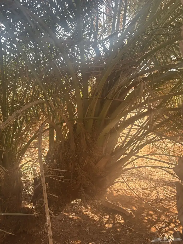 للبيع فروخ النخل 3