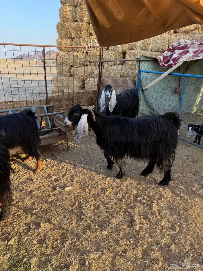 معزا عوارض 2