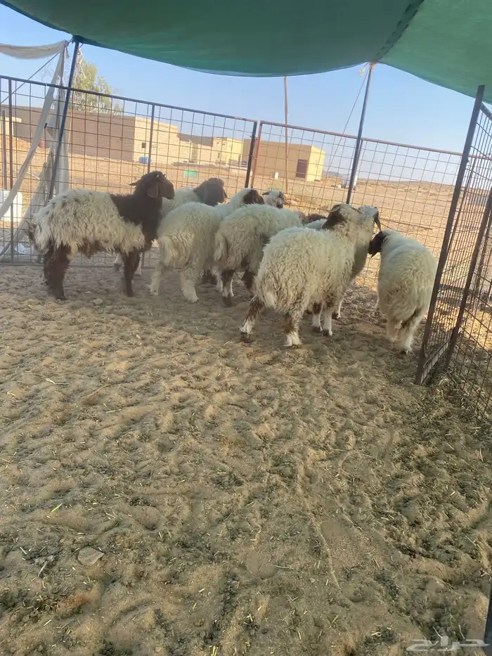 بهم نعيم 0