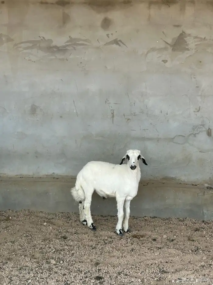 طلي ذبيحه للبيع 1