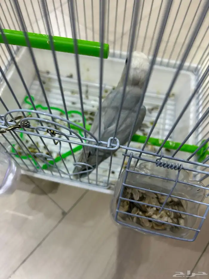 للبيع فيشر ذكر الطير بحالة ممتازه السعر على سوم 1