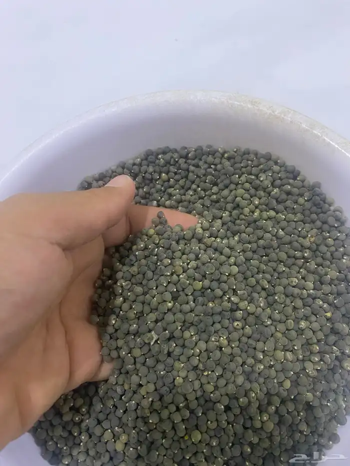 بذور باميه امريكي 0