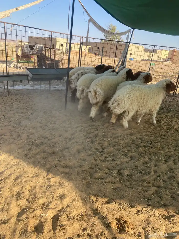 بهم نعيم 2