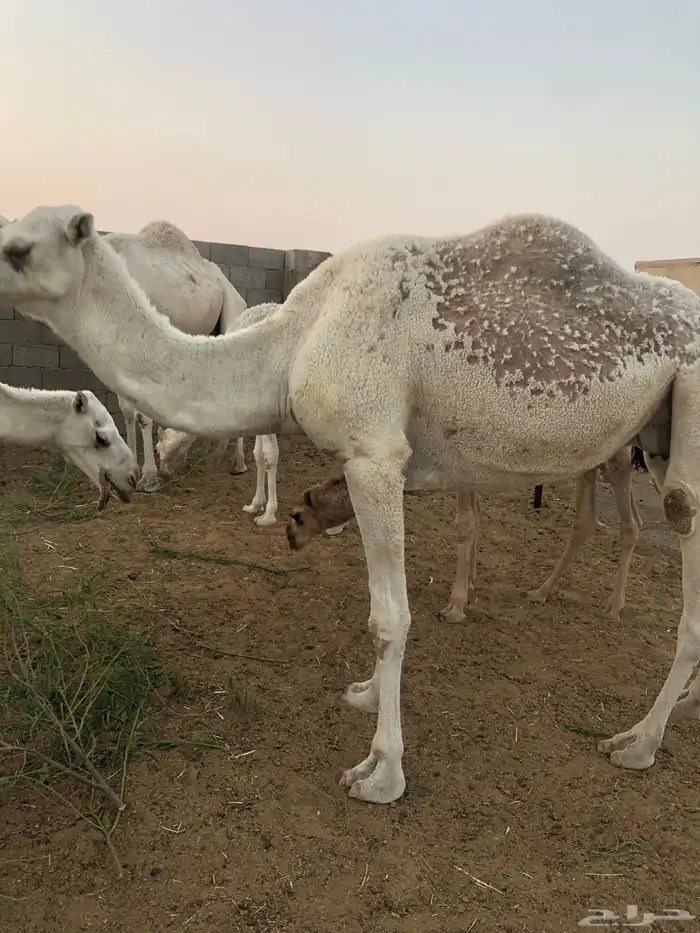 ناقه وبنتها للبيع 2