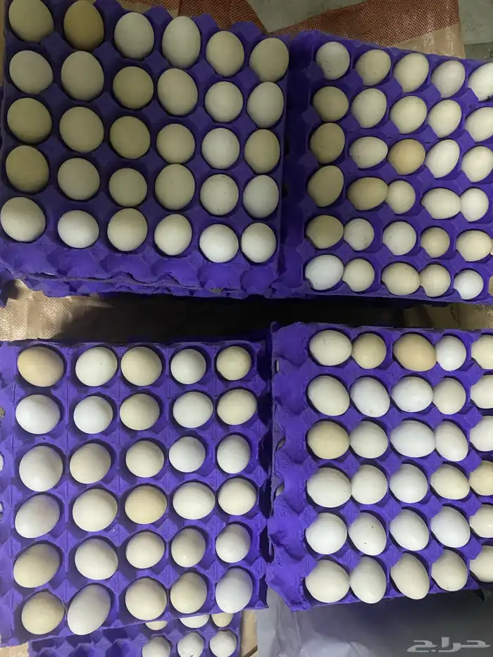 بيض بلدي طازج تجميع يومي 0
