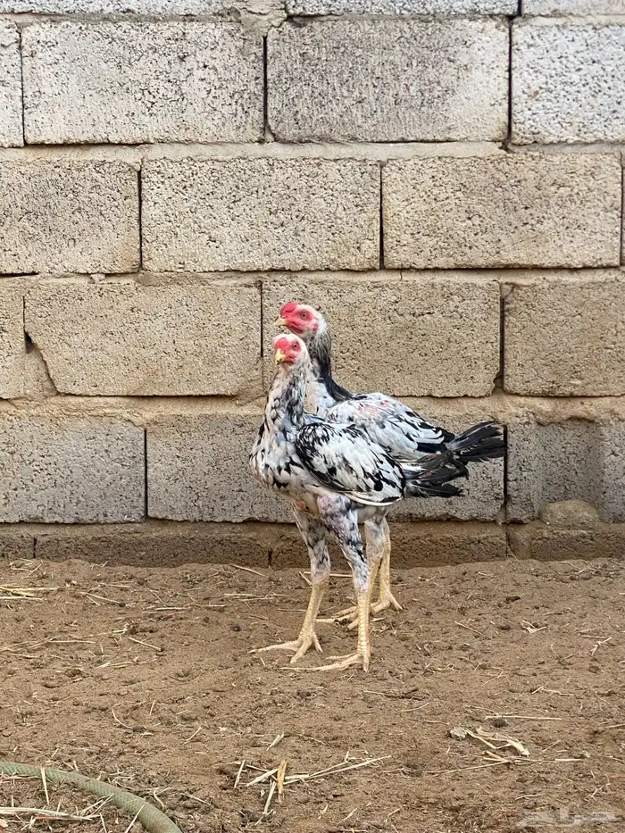 فروخ باكستاني ديوك 0