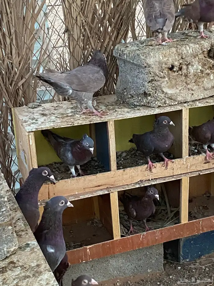 حمام زاجل أحمر مقنبر 2