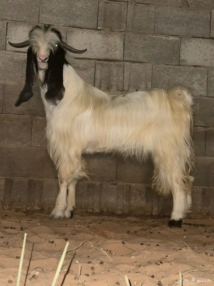 تيس مشروك خصم 1