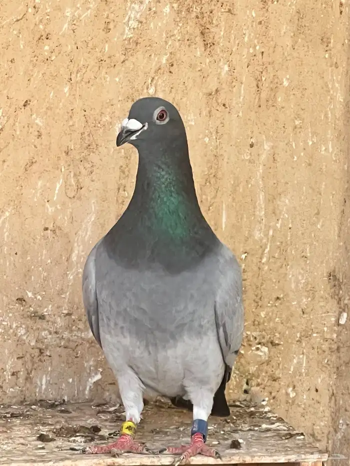 زوج زاجل سباق 0