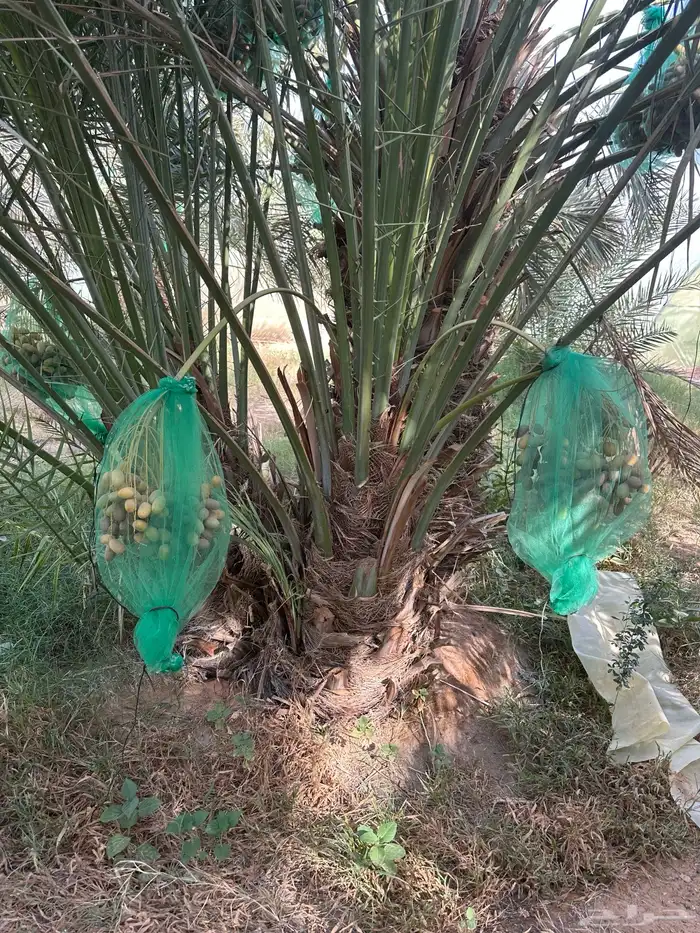 نخل مثمر أسعار وجوده 3
