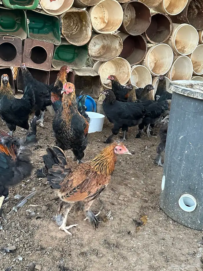 للبيع دجاج براهما 2