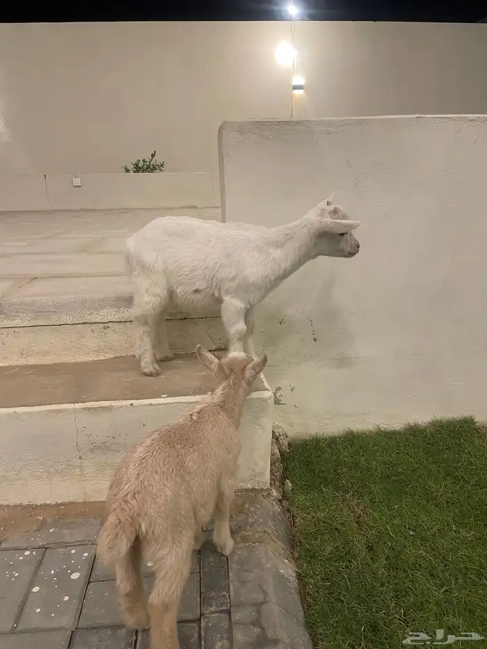 تيس قزم 1