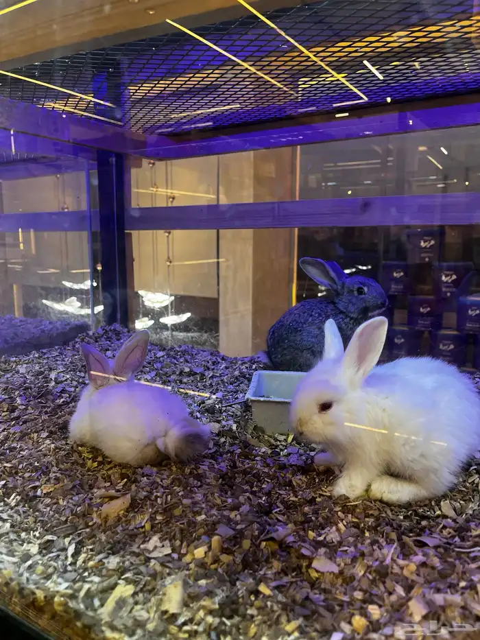 أرانب منزليه اليفه 11