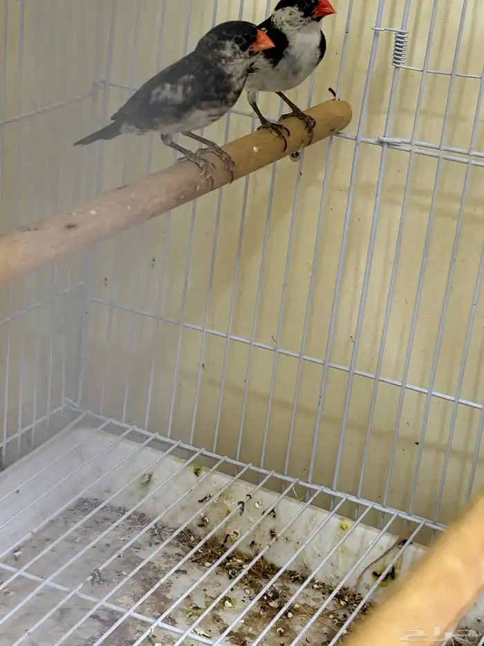 جوز طيور الجنه 3