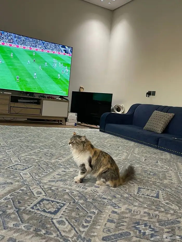 بسه   انثى للبيع 1