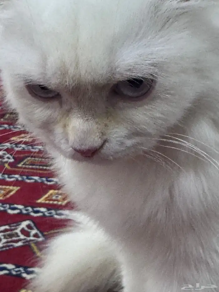 قطوه بيضه 3