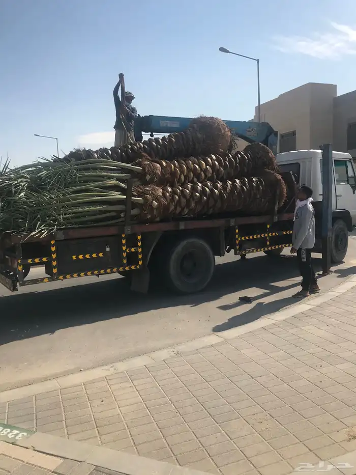 متوفر نخيل واشنطنيا جميع الاطوال ونخيل عربي ونخيل ملوكي 5