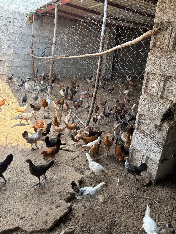 فروخ دجاج وديوك بلدي 0
