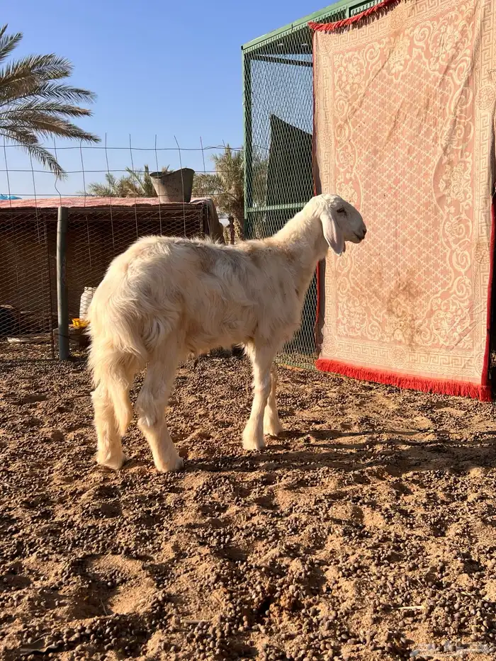 خروف عيسي 3