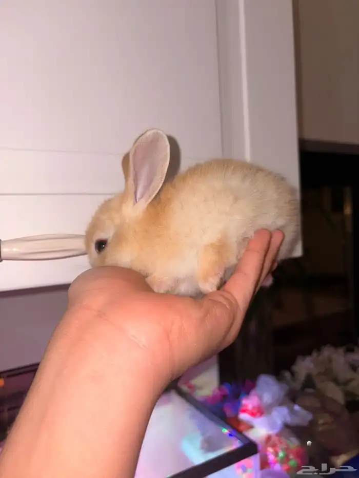 ارانب صغار 4