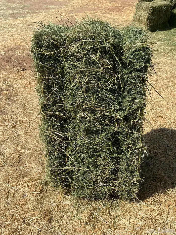 برسيم صافي 0