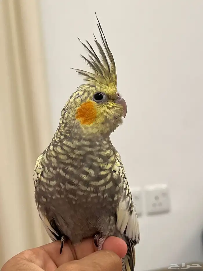 كروان الييف مفطوم 2