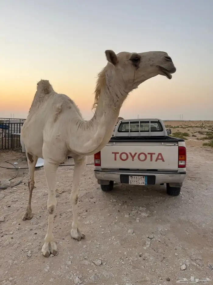 لقحه وضحى بدويه 2
