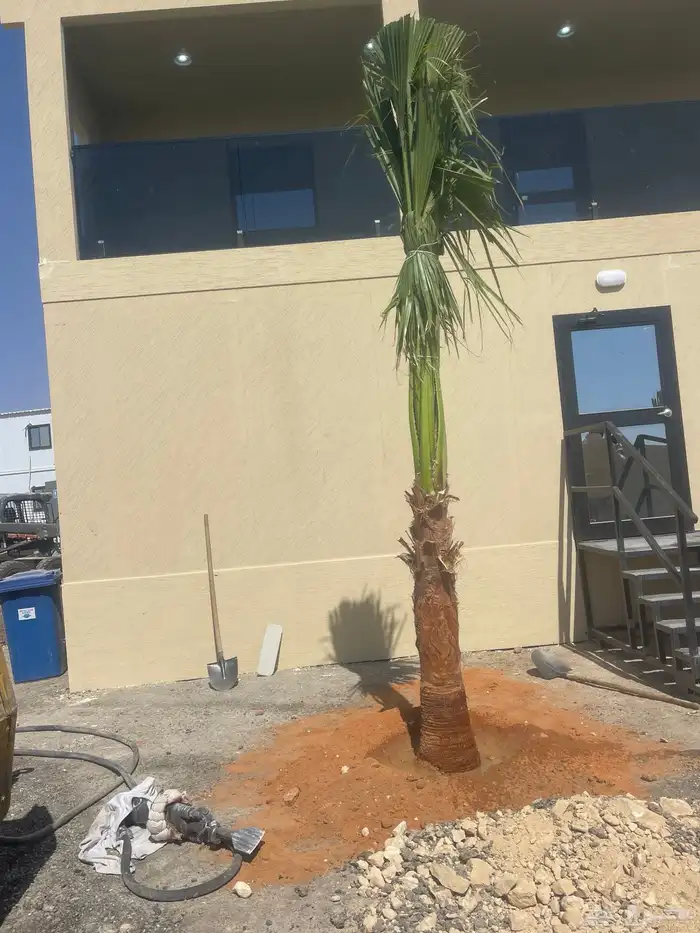 نخيل واشنطن للبيع بجميع انواع المقاسات 6