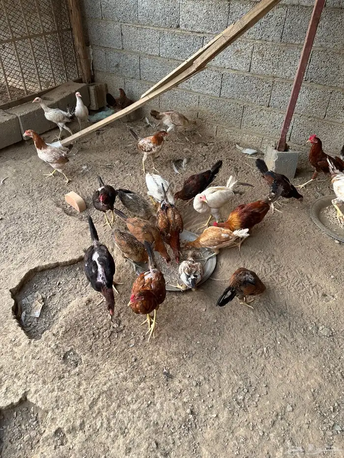 دجاج وديوك لبيع 5