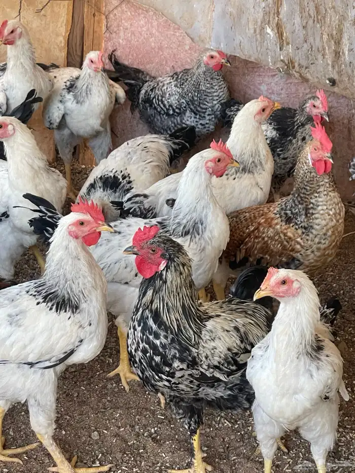 دجاج فرنسي للبيع سعر الحبه 40 ريال. الموقع حقل 4