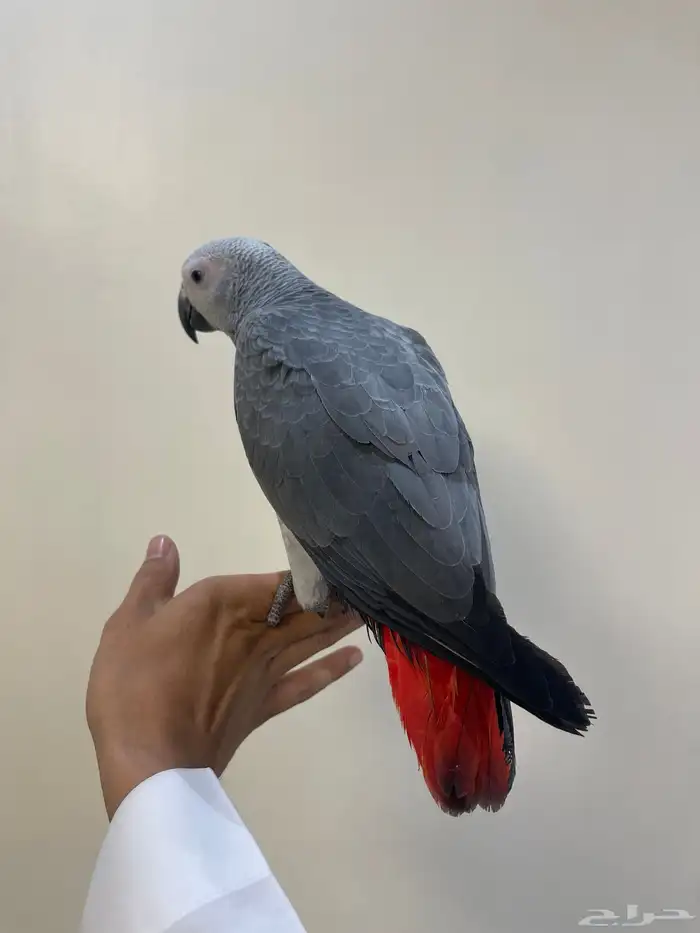 فرخ كاسكو اليف 3