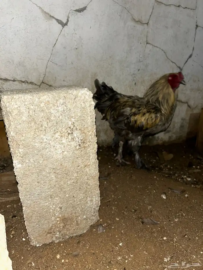 ديكه براهما فرنسي احجام كبيرة 0