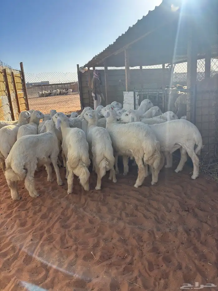 ذبايح نعيمي حري ذبائح سواكني 2