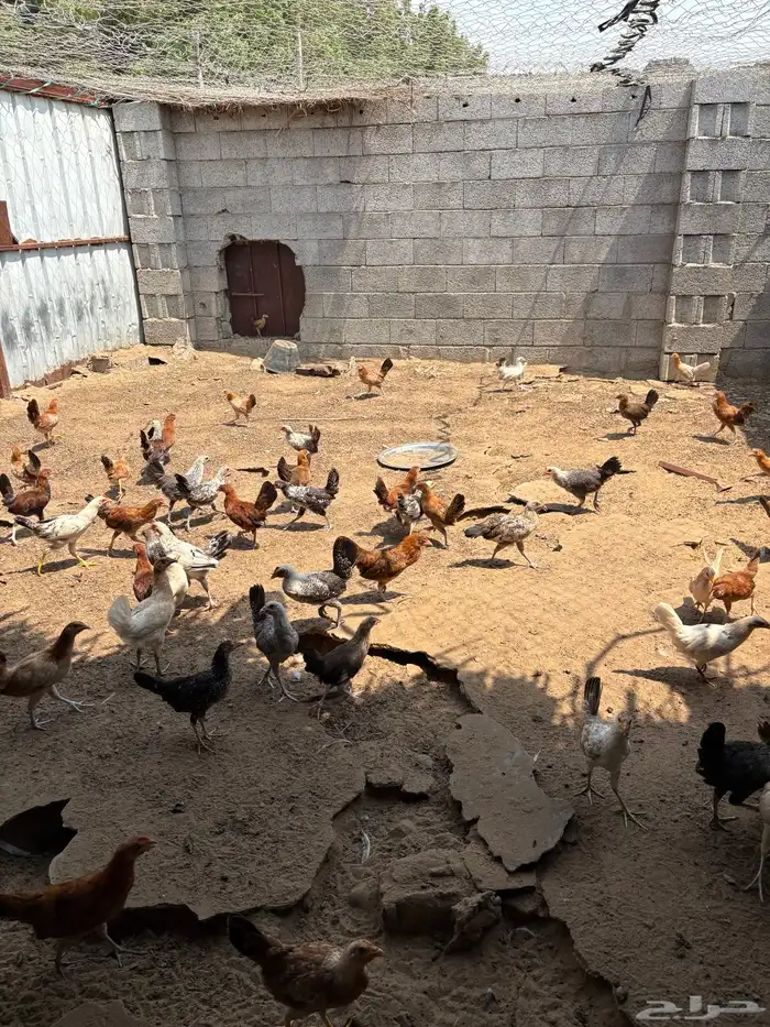 فروخ دجاج وديوك بلدي 4